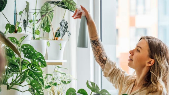 Acaba con las plagas: el secreto para mantener las plantas de tu jardín de manera económica