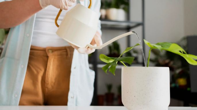 Así se le gana a la sequía: los secretos para regar tus plantas de manera ecológica