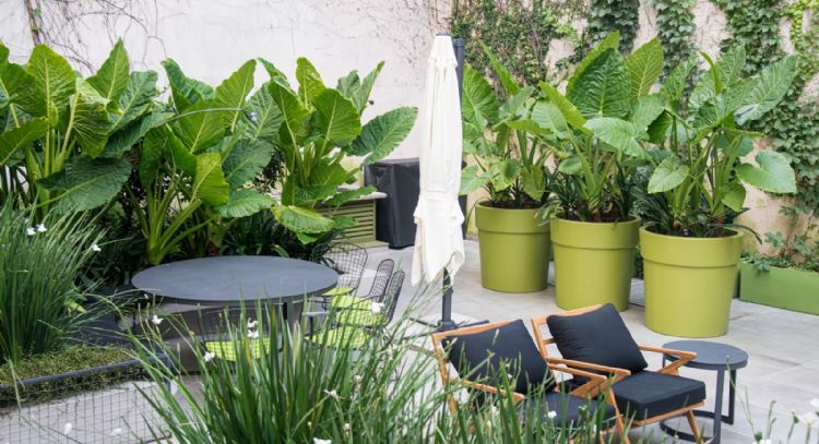 Perfume natural: las plantas que le darán un olor agradable y acogedor a tu hogar