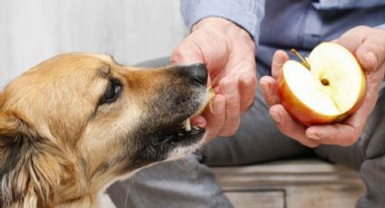 Compartir dieta con tu perro: los alimentos saludables para humanos que podes darle a tu mascota