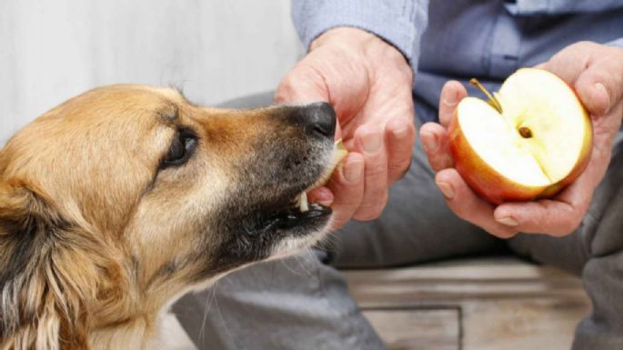 Compartir dieta con tu perro: los alimentos saludables para humanos que podes darle a tu mascota