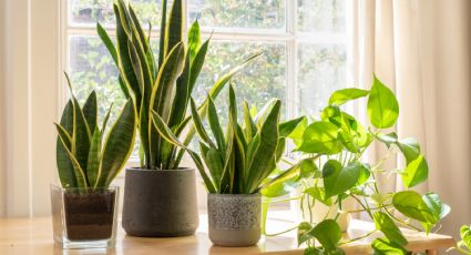 Son importantes para tu salud: las plantas de interior que purifican el aire