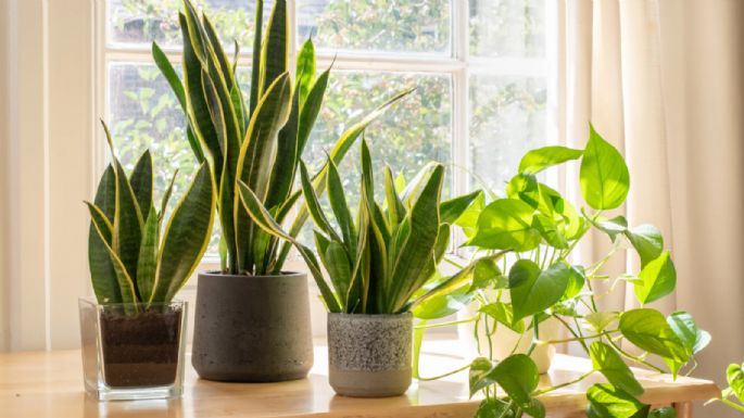 Son importantes para tu salud: las plantas de interior que purifican el aire