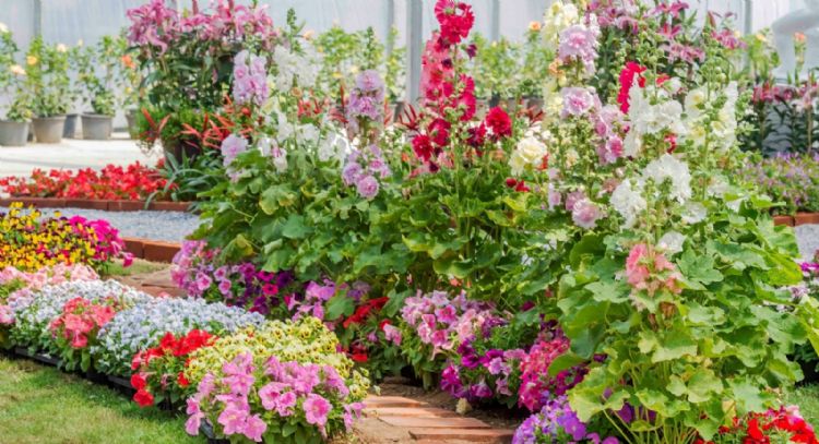 Llena tu jardín de color: las mejores plantas para decorar el patio de tu casa