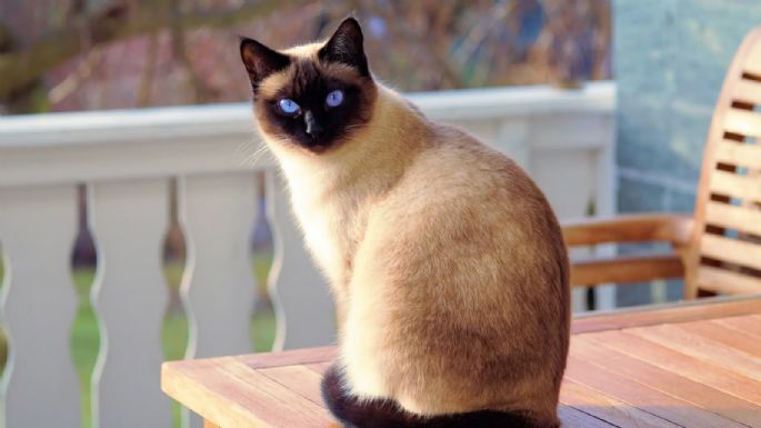 Su manera de demostrar amor: tres gestos de los gatos para hacerte saber que te quieren