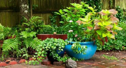 Fáciles de cuidar: las mejores plantas para decorar tu jardín