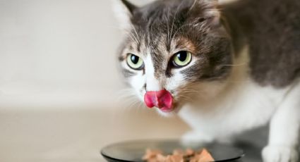 Fin de uno de los mayores misterios de las mascotas: por qué tu gato pide comida aún con el plato lleno