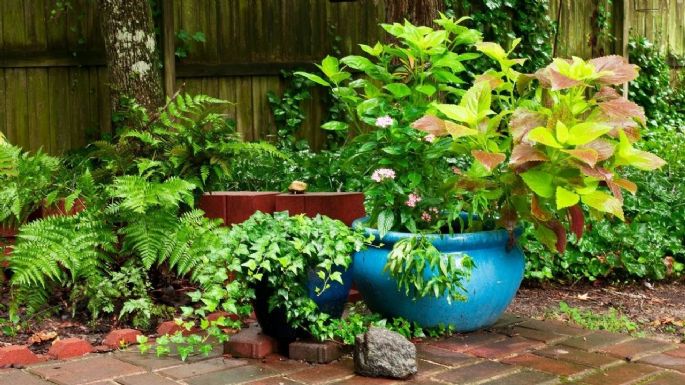 Fáciles de cuidar: las mejores plantas para decorar tu jardín