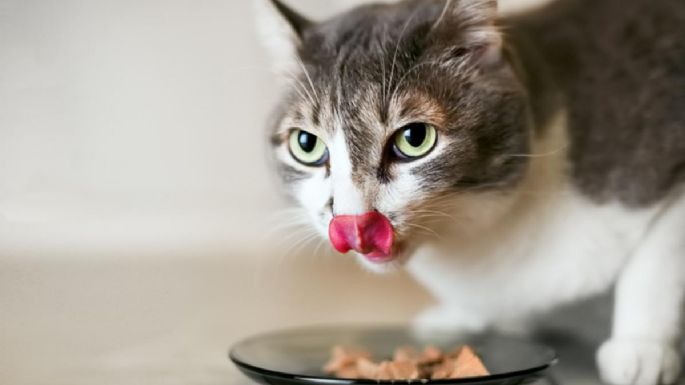 Fin de uno de los mayores misterios de las mascotas: por qué tu gato pide comida aún con el plato lleno