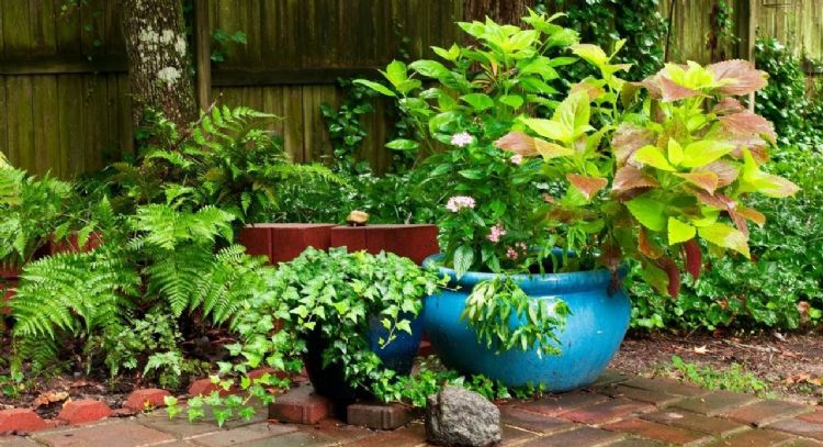 Fáciles de cuidar: las mejores plantas para decorar tu jardín