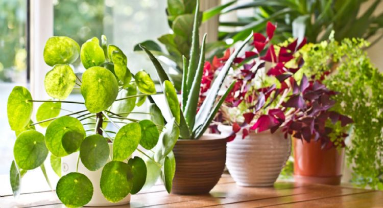 Julio es un mes clave para sembrarlas: las mejores plantas para tener en tu jardín