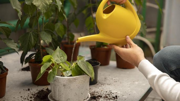 El horario es importante para cuidarlas: la mejor hora para regar tus plantas