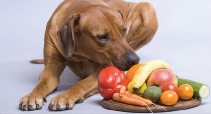 Para compartir con tu mascota: estas son las únicas frutas que pueden comer los perros