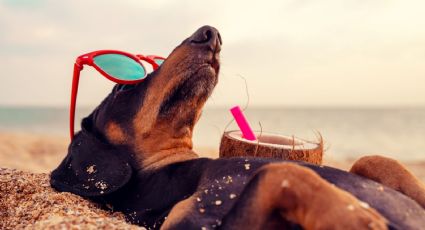 Atento a esto: los mejores consejos para poder irte de vacaciones sin descuidar tu mascota