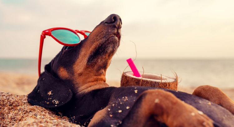 Atento a esto: los mejores consejos para poder irte de vacaciones sin descuidar tu mascota