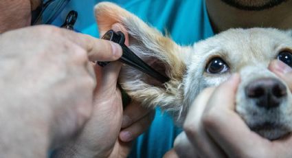 Cuida a tus mascotas: estas son las razas de perro más propensas a tener otitis