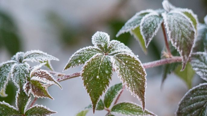 No van a florecer en tu jardín: las plantas que no resisten al frío