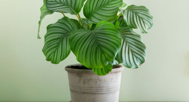 La moda que se impone en 2024: conoce todo sobre la Calathea Orbifolia, la planta que es tendencia