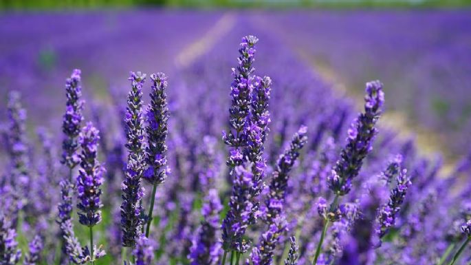 No puedes dejarlas fuera de tu jardín: las cinco plantas que recomiendan cultivar