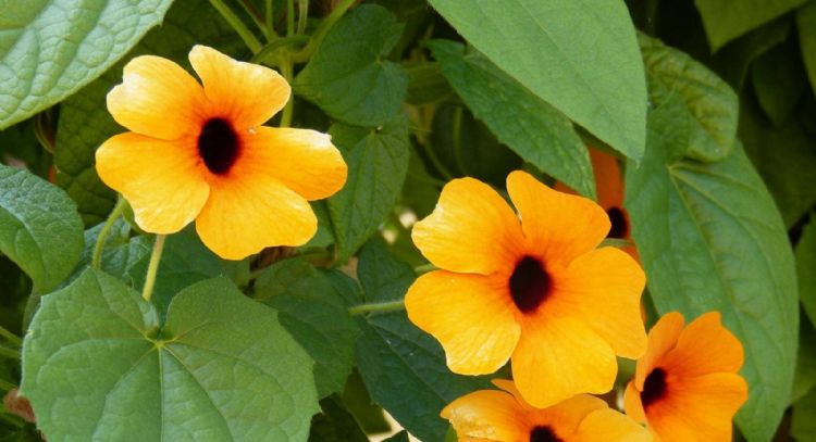 ¿Se murieron tus plantas?: el secreto único que podría revivirlas