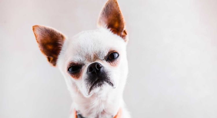 La ciencia lo confirmó: el gesto que tu perro odia según un revelador estudio