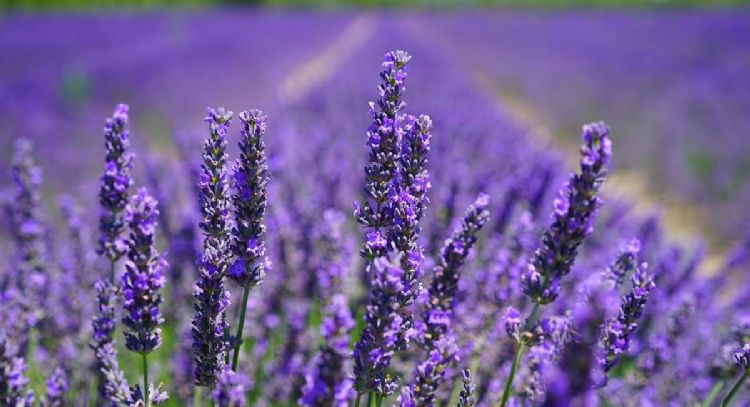 No puedes dejarlas fuera de tu jardín: las cinco plantas que recomiendan cultivar