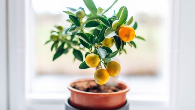 Para que tu hogar se destaque: las mejores plantas para ayudar en la decoración de interiores