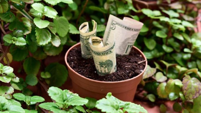 Dicen que atrae el dinero: la planta que debes tener en tu jardín en junio