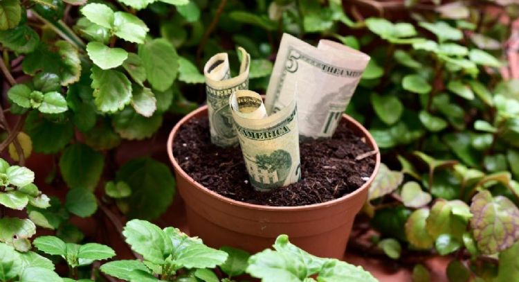 Dicen que atrae el dinero: la planta que debes tener en tu jardín en junio