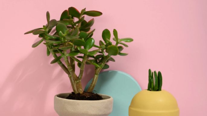 Para cuidar la salud: las 10 plantas de interior que más te cuidarán según los especialistas