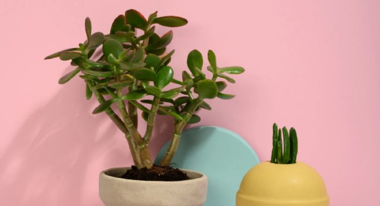 Para cuidar la salud: las 10 plantas de interior que más te cuidarán según los especialistas
