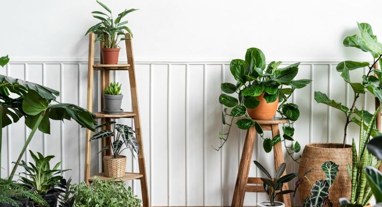 Según los expertos: la planta que puedes tener en tu hogar y te ayudará a ser más feliz