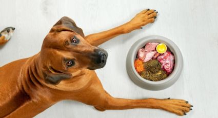 No les hagas caso: la dieta que recomiendan para tus mascotas y los peligros que trae