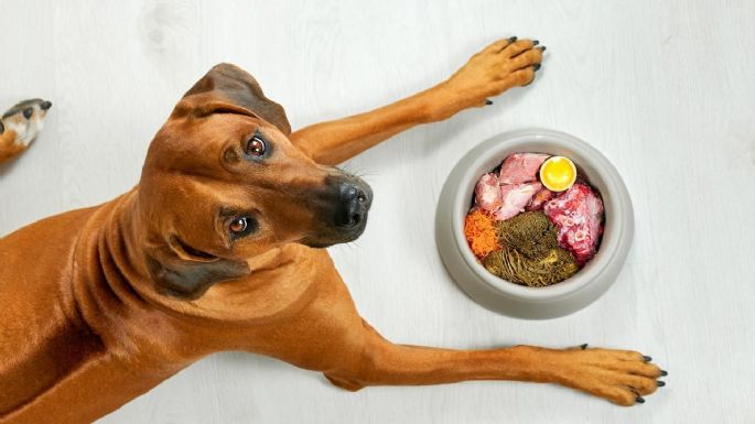 No les hagas caso: la dieta que recomiendan para tus mascotas y los peligros que trae