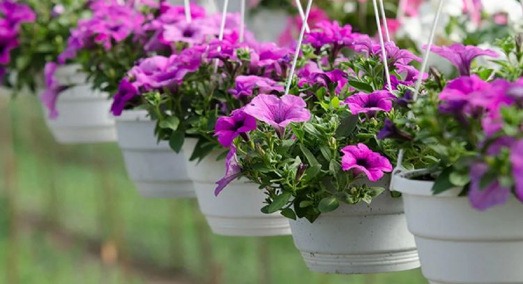 Ideales para departamento: las plantas que puedes cultivar fácilmente en macetas