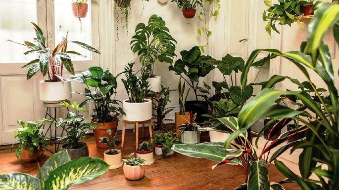 Atraen el éxito: las plantas de interior que debes tener en tu hogar