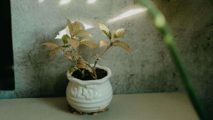 Aleja la envidia y las malas energías: la planta que debes tener sí o sí en tu hogar