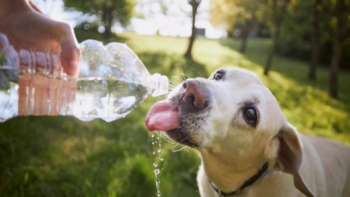 Les puede salvar la vida: las recomendaciones para tus mascotas en esta época del año