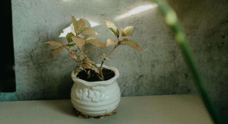 Aleja la envidia y las malas energías: la planta que debes tener sí o sí en tu hogar