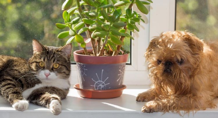 No compliques la convivencia: las plantas de interior que debes tener si tienes mascotas