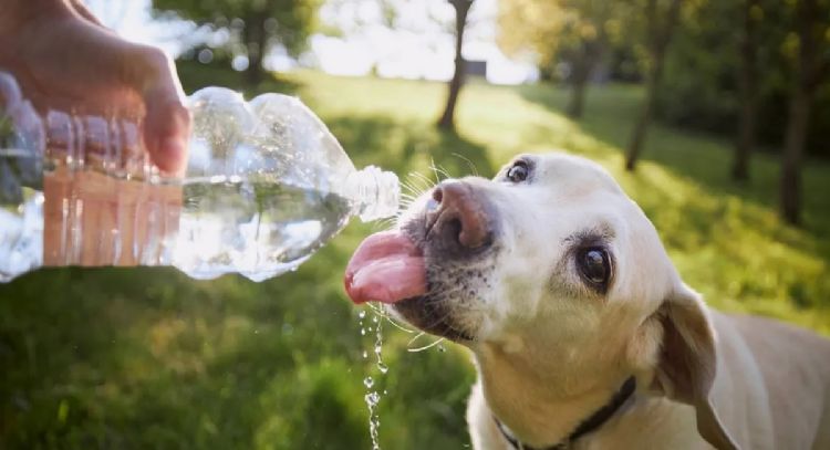 Les puede salvar la vida: las recomendaciones para tus mascotas en esta época del año