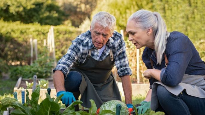 Se hizo viral: el truco para eliminar las plagas y pulgones de tus plantas