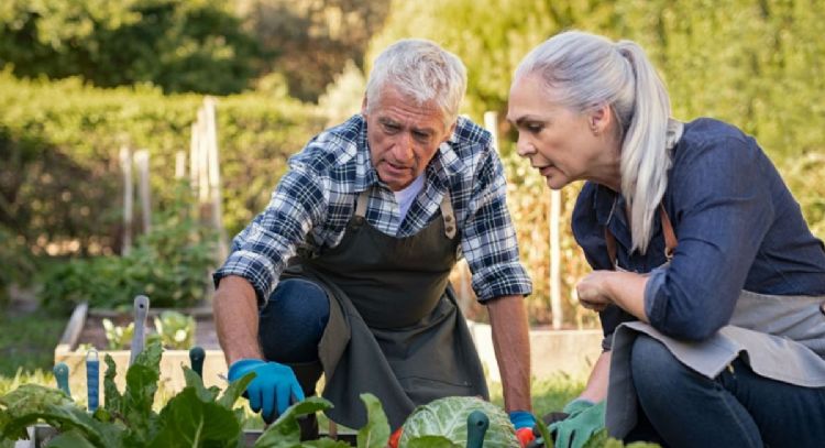 Se hizo viral: el truco para eliminar las plagas y pulgones de tus plantas