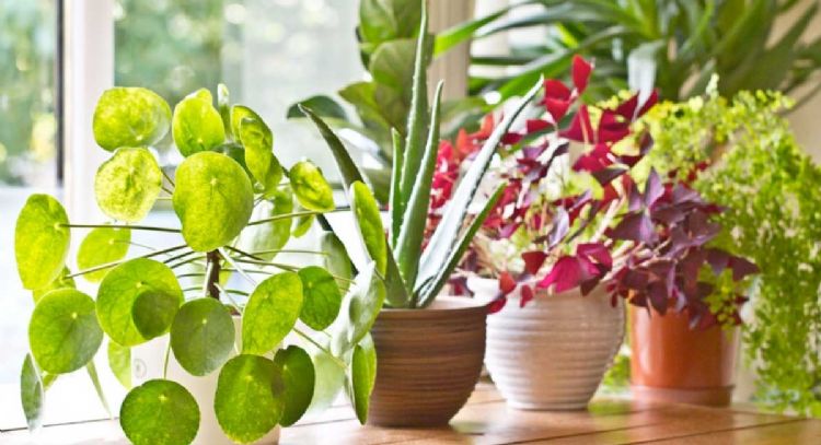 Vital para evitar problemas: cuál es la planta que combate la contaminación ambiental de tu hogar