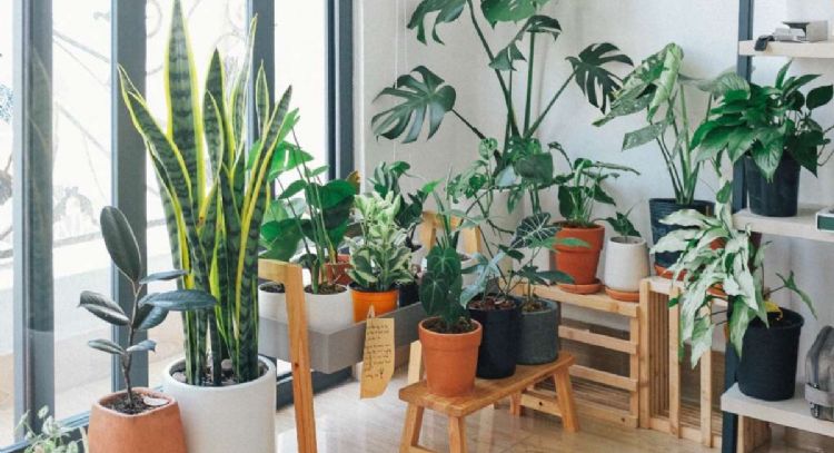 Aleja a las plagas de tu jardín: las plantas que pueden ayudar a evitarlas