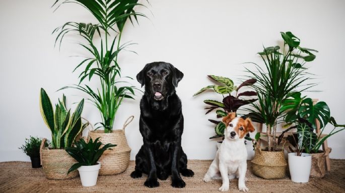 Te puedes quedar con todo: las mejores plantas de interior para hogares con mascotas