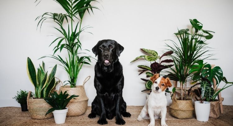 Te puedes quedar con todo: las mejores plantas de interior para hogares con mascotas
