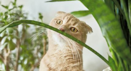 Mucho cuidado: las plantas que puedes tener en tu hogar y son venenosas para los gatos