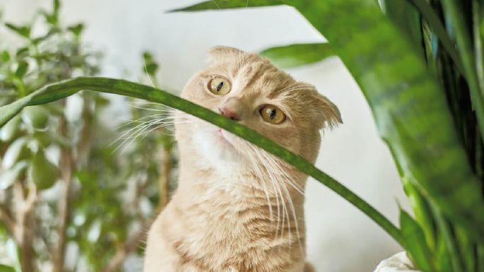 Mucho cuidado: las plantas que puedes tener en tu hogar y son venenosas para los gatos