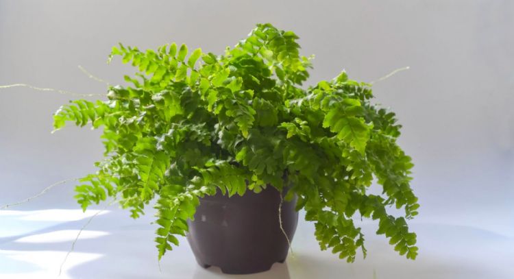 Heracleum gigante: la peligrosa planta que no debes tocar y que ya causó serios accidentes